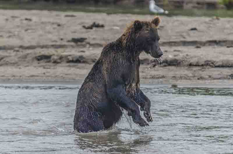35 - Oso Pardo - Kamchatka - Rusia